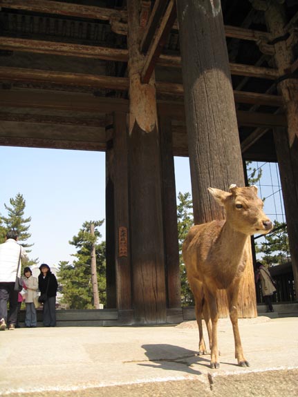 IMG_2550-Nara-Todaiji-vicinity-deer