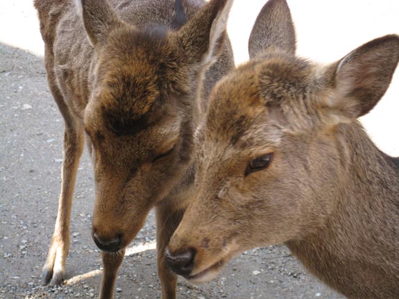 IMG_2565-Nara-Todaiji-vicinity-deer