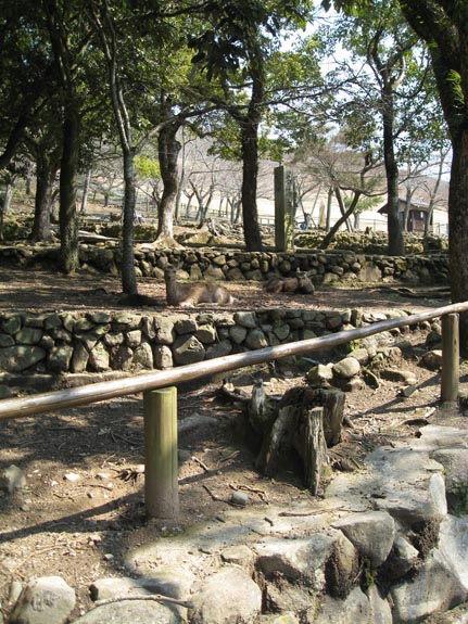 IMG_2593-Nara