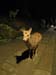IMG_2362-Nara-deer-night