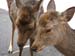 IMG_2565-Nara-Todaiji-vicinity-deer
