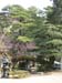 IMG_2864-Kyoto-Gosho-garden